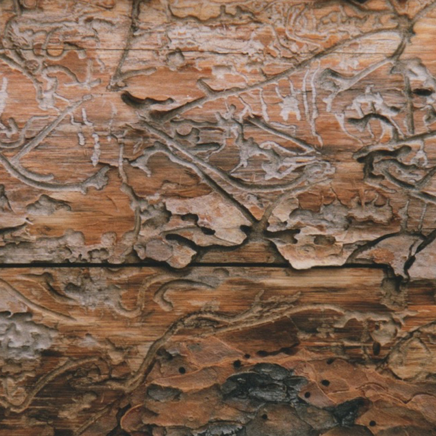 Fallen tree bark; a natural inspiration behind Estelle Vernon's unique jewelry designs.